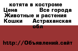 котята в костроме › Цена ­ 2 000 - Все города Животные и растения » Кошки   . Астраханская обл.